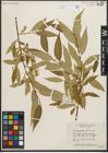 Foto von Salix serissima (L. H. Bailey) Fern.